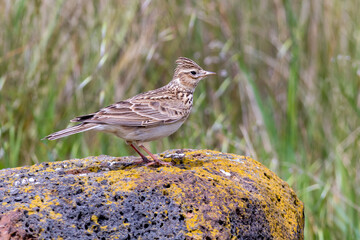 Eurasian Skylark Standing on Lichen Covered Rock