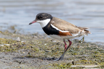 Red-kneed Dotterel Walking Along Muddy Wetland Edge