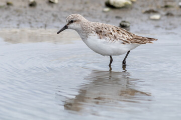 Red-necked Stint Reflected on Still Mudflat Water