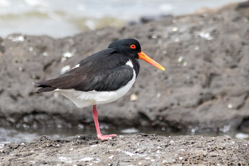 Australian Pied Oystercatcher Resting on Coastal Rocks