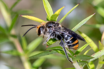 Native Australian Bee Resting on Green Foliage