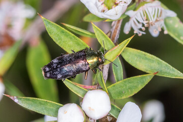 Metallic Green Beetle Resting on Native Australian Plant