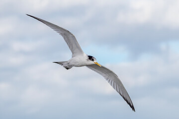 Wild Seabird Flying Gracefully in Natural Light
