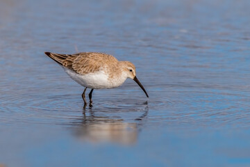 Curlew Sandpiper Wading in Shallow Blue Water