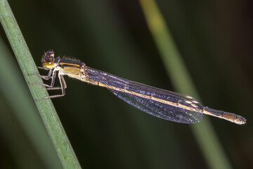 Yellow and Brown Damselfly Perched on a Green Stem