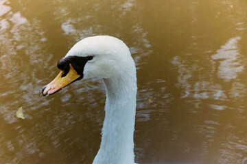 mute swan cygnus olor