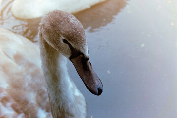 close up of a mute swan