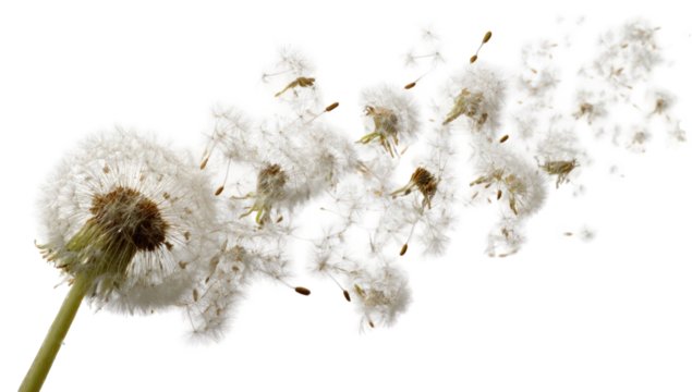 Dandelion seeds dispersed on black background