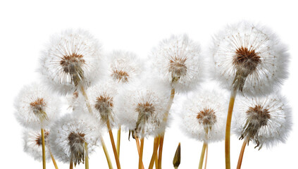 Obraz premium Fluffy dandelion heads clustered together