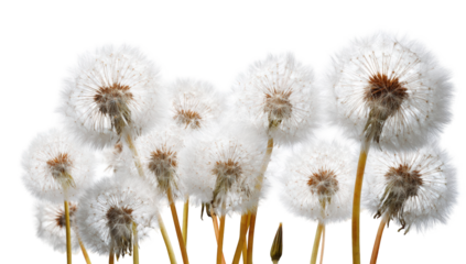 Fluffy dandelion heads clustered together