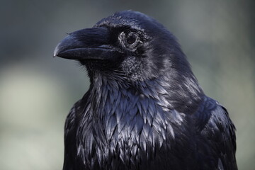 Kolkrabe -  corvus corax