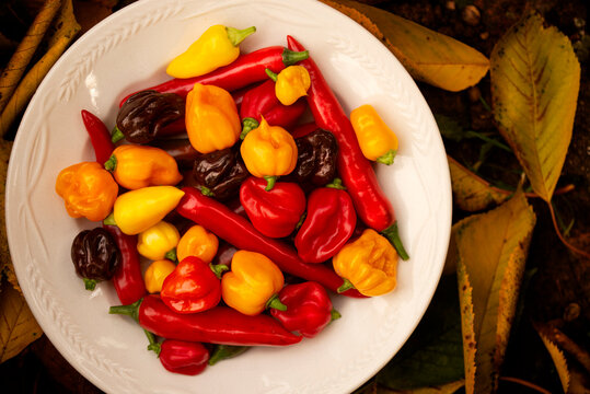 A mix of different types of hot chili peppers and habanero peppers on a white plate with fallen leaves