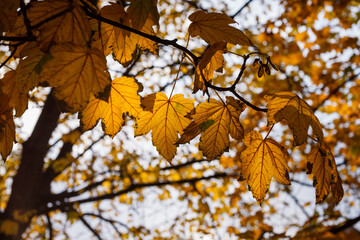 Yellow maple leaves in sunlight