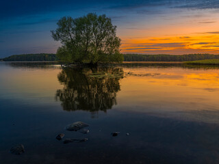 drzewo © LoveNature<3