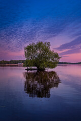 drzewo © LoveNature<3