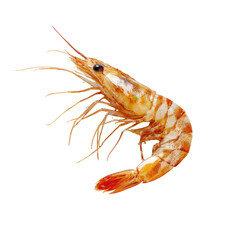 A single, large shrimp, pinkish-orange with white stripes, displayed against a black background, showing intricate details of its body and legs