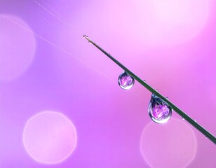 Dewdrops cling to a blade, reflecting pink, blurred orbs