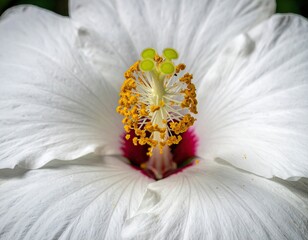White flower's pistil and stamen, red center