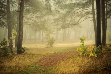 mgła ,miasto © Marcin Łazarczyk
