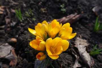 Bunch of amber yellow flowers of crocuses in February