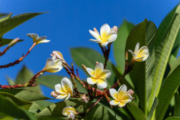 white flowers  plumeria rubra on blue sky