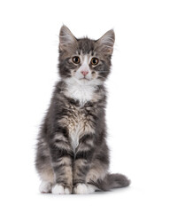 Obraz premium Blue tabby Maine Coon cat kitten sitting up facing front. Looking straight to camera. Isolated on a white background