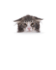 Head shot of blue tabby Maine Coon cat kitten sitting behind stage, peeking over edge. Looking straight to camera, with ears down. Isolated on a white background