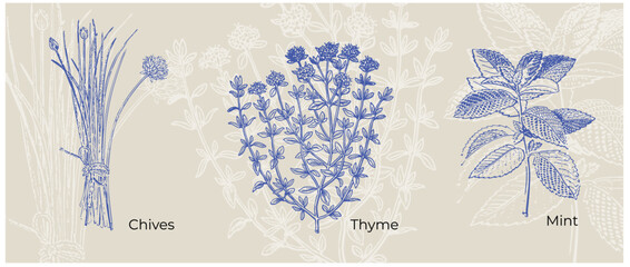 Chives, Thyme and Mint vintage botanical poster classic herb illustration set
