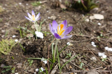 Light violet flowers of two crocuses in March