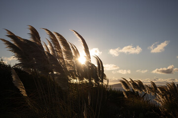 peaceful natural scene with soft pampas grass under golden sunset light on clear blue sky backdrop with copy space. nature