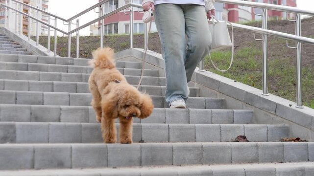 A person is walking their dog downstairs in a vibrant urban environment filled with life