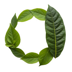 Green Leaves Arranged in a Circle on Black Background