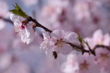 rosa Bl&uuml;ten mit Biene
