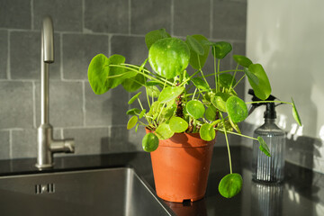 Green indoor plant in a terracotta pot sits on a kitchen countertop beside a stainless steel sink and glass spray bottle, enhancing the vibrant home decor atmosphere
