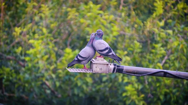 Two pigeons showing love and affection