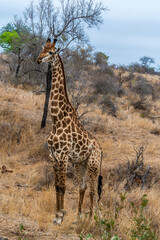 A view of a giraffe on a hillside in Kruger national park, South Africa in Springtime