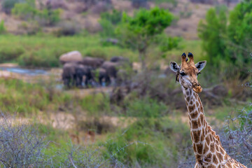 A view of a giraffe with a backdrop of Kruger national park, South Africa in Springtime