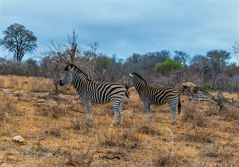 A view of a pair of Zebra in the bush in Kruger national park, South Africa in Springtime
