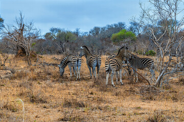A view of a herd of Zebra in the bush in Kruger national park, South Africa in Springtime