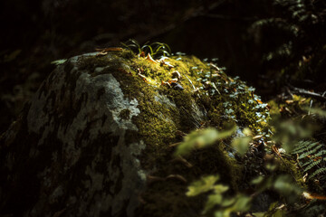 Green Moss on Rock in Forest at Falls of Hills Creek Trail, West Virginia