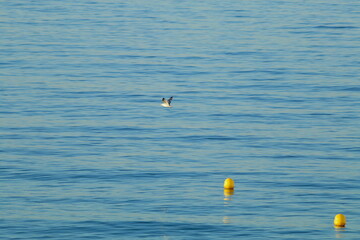 Gaviota volando con las alas extendidas hacia arriba, sobrevuela el mar en calma donde flotan un par de boyas amarillas
