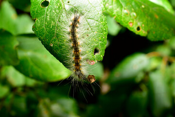 The caterpillar of the American white butterfly, a butterfly from the Ursa Major family, sits on a green tree leaf.