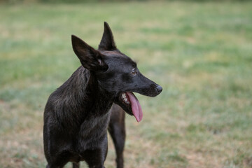 Young rescued dog resting and playing in his foster dome after socialization and obedience training