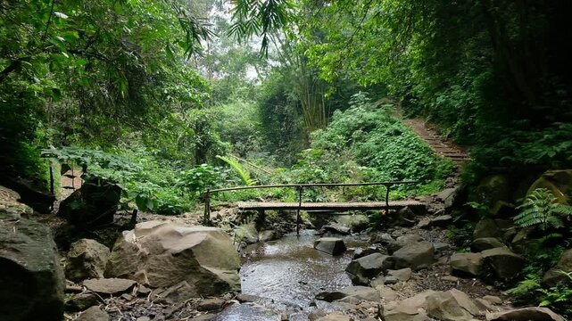 stream in the forest