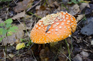 An old fly agaric with Slug on it grows in the forest.