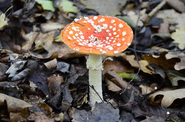 An fly agaric grows in the forest.