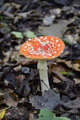 An fly agaric grows in the forest.