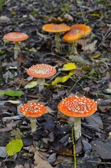 A group of Amanita muscaria grows in the forest.