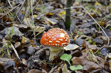 A young poisonous fly agaric grows in the forest.