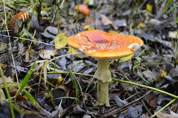 An old fly agaric grows in the forest.